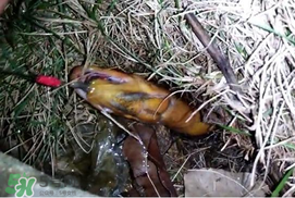 釣黃鱔用什么餌料？用什么釣黃鱔最好？