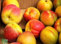 杏和蘋果可以一起吃嗎？杏子和蘋果可以一起吃嗎？