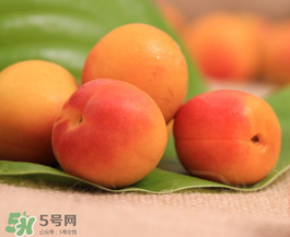 杏子可以空腹吃嗎？空腹能吃杏子嗎？