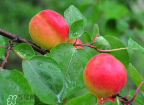 杏子可以空腹吃嗎？空腹能吃杏子嗎？