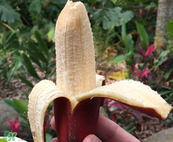 紅香蕉好吃嗎？紅香蕉味道怎么樣？