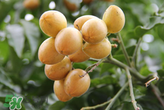 黃皮好吃嗎？黃皮是什么味道？