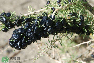 黑枸杞真假怎么辨別？黑枸杞真假辨別的方法