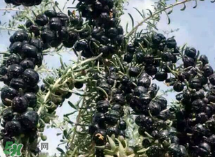 黑枸杞真假怎么辨別？黑枸杞真假辨別的方法