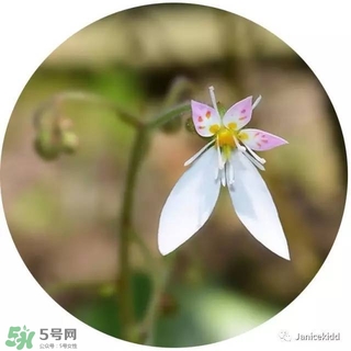 lululun plus面膜怎么樣？lululun plus面膜哪款好