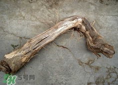 山葡萄根一斤多少錢？山葡萄根功效與作用