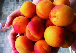 杏和荔枝能一起吃嗎？杏和荔枝一起吃會中毒嗎？