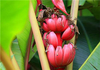 紅香蕉好吃嗎？紅香蕉味道怎么樣？
