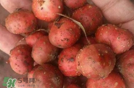 野地瓜賣多少錢一斤？野地瓜的功效與作用