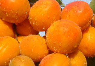 杏和榴蓮能一起吃嗎？榴蓮和杏能一起吃嗎？