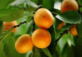 杏子可以空腹吃嗎？空腹能吃杏子嗎？