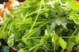 香菜是什么菜？香菜是陽痿草嗎？