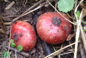 野地瓜賣多少錢一斤？野地瓜的功效與作用