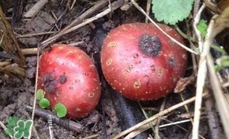 野地瓜滕熬水吃能治療什么病？野地瓜怎么吃