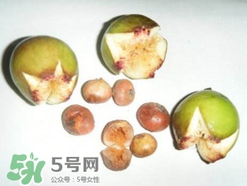 野地瓜滕熬水吃能治療什么?。恳暗毓显趺闯?></p><h3>如何挑選野地瓜</h3><p>落葉性匍匐地上的木質(zhì)藤本，有白色乳汁；莖棕褐色，節(jié)略膨大，生有多數(shù)不定根。葉互生，厚紙質(zhì)，卵狀橢圓形或倒卵形，長(zhǎng)1、6-6厘米，寬1-4厘米，先端鈍尖，基部近圓形或稍不對(duì)稱，邊緣有波狀齒，具3出脈，側(cè)脈3-4對(duì)，上面綠色，疏生短刺毛，下面淡綠色，沿脈波短毛；葉柄長(zhǎng)1-2厘米。</p>		</div>
<div align=