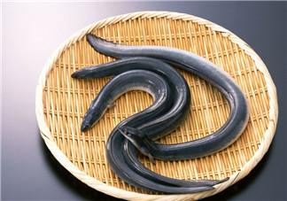 釣黃鱔用什么餌料？用什么釣黃鱔最好？