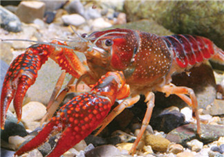 釣龍蝦用什么肉？釣龍蝦用什么肉是最厲害的？