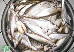 翹殼是什么魚？翹殼魚多少錢一斤2017？