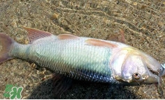 馬口魚怎么吃？馬口魚怎么做好吃？