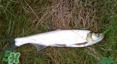 翹嘴魚(yú)多少錢(qián)一斤2017？翹嘴魚(yú)價(jià)格