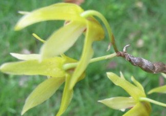 石斛花什么時候采摘？石斛花泡水喝有什么功效