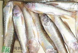 馬口魚怎么吃？馬口魚怎么做好吃？