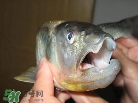 馬口魚怎么釣？馬口魚什么時候釣最好