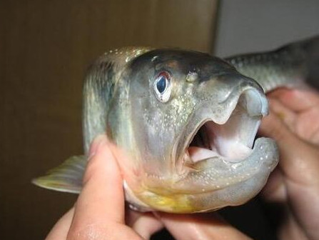 釣馬口魚用什么餌料？釣馬口魚用什么打窩？