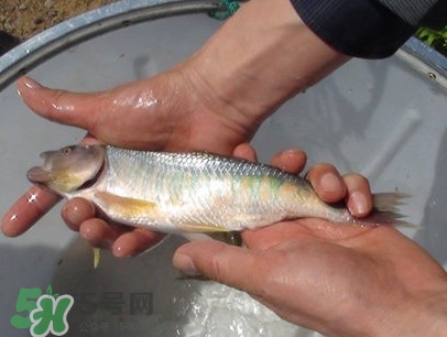 馬口魚喜歡吃什么？馬口魚一般生長在什么地方