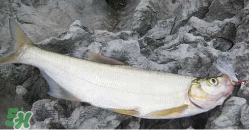 翹嘴魚是什么魚？翹嘴魚是淡水魚嗎