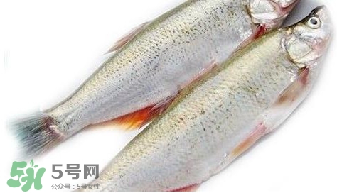 白條魚能長多大？白條魚可以長多大？