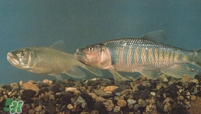 馬口魚是海魚嗎？馬口魚是什么魚