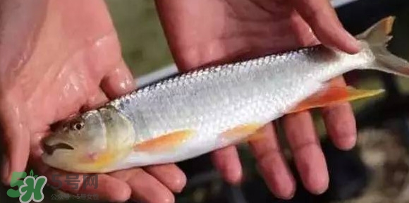 馬口魚能長多大？馬口魚最大能長多長？