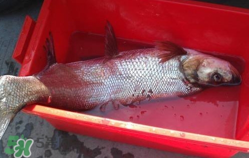 翹殼魚怎么做好吃？翹殼魚刺多嗎