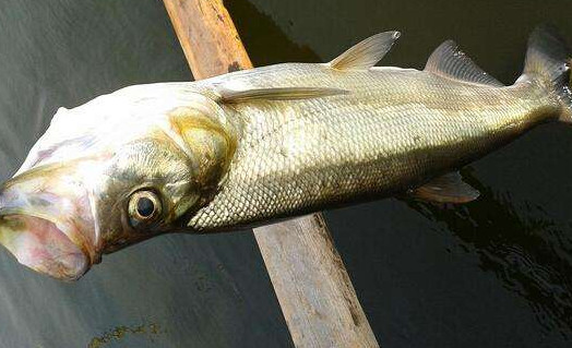 翹嘴魚是白條嗎？翹嘴魚和白條的區(qū)別