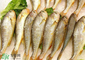 小黃魚長大后會(huì)不會(huì)變成大黃魚？