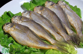 小黃魚長大后會(huì)不會(huì)變成大黃魚？