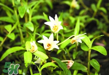 鐵皮石斛多少錢一斤2017？鐵皮石斛的價(jià)格