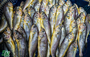 小黃魚多少錢一斤？野生小黃魚多少錢一斤？