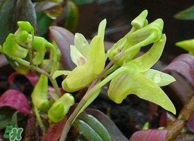 鐵皮石斛花多少錢一斤2017？石斛花多少錢一斤