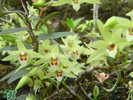 鐵皮石斛怎么養(yǎng)？鐵皮石斛盆栽種植方法