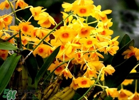 石斛花什么時候采摘？石斛花泡水喝有什么功效