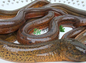 鱔魚可以養(yǎng)多久？鱔魚怎么養(yǎng)？