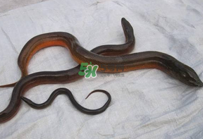 鱔魚可以養(yǎng)多久？鱔魚怎么養(yǎng)？