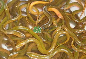 鱔魚可以養(yǎng)多久？鱔魚怎么養(yǎng)？