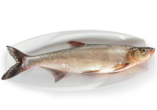 翹嘴魚多少錢一斤2017？翹嘴魚價格