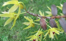 石斛花什么時候采摘？石斛花泡水喝有什么功效