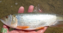 馬口魚喜歡吃什么？馬口魚一般生長在什么地方