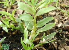 鐵皮石斛多少錢一斤2017？鐵皮石斛的價(jià)格