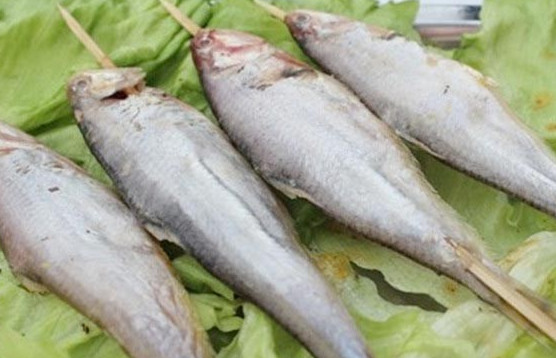 釣馬口魚用什么餌料？釣馬口魚用什么打窩？